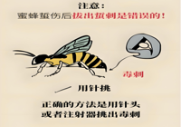 【健康科普】毒蜂蜇伤如何自救？关键急救步骤请牢记！